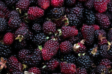 Polpa de Frutas